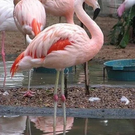 Flamingo Land Beech Grove Kirby Misperton